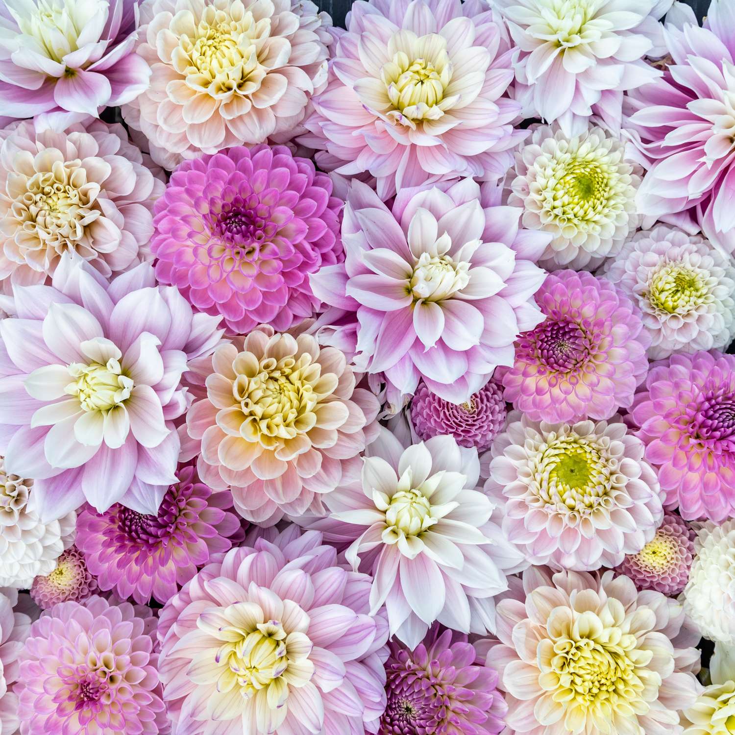 Dahlia mix ‘Ivory Blush’